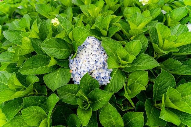 Czy mięta odstrasza kleszcze?